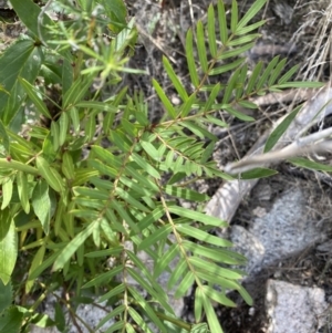 Polyscias sambucifolia subsp. Short leaflets (V.Stajsic 196) Vic. Herbarium at Yaouk, NSW - 19 Nov 2022