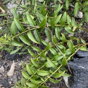 Veronica derwentiana at Yaouk, NSW - 19 Nov 2022 09:41 AM