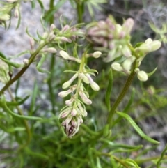 Stackhousia monogyna (Creamy Candles) at Yaouk, NSW - 19 Nov 2022 by NedJohnston