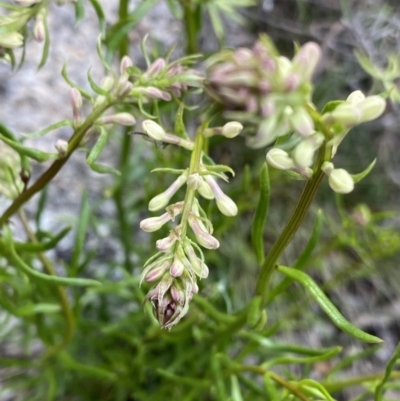 Stackhousia monogyna (Creamy Candles) at Scabby Range Nature Reserve - 18 Nov 2022 by Ned_Johnston