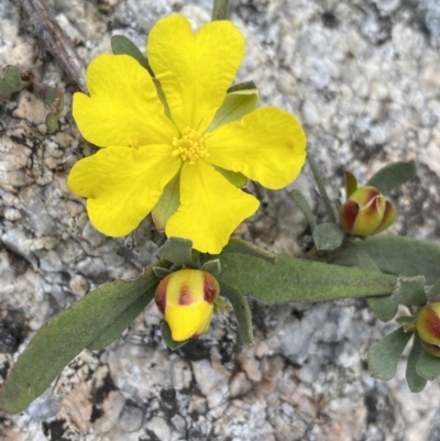 Hibbertia obtusifolia (Grey Guinea-flower) at Yaouk, NSW - 19 Nov 2022 by NedJohnston