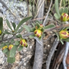 Hibbertia obtusifolia at Yaouk, NSW - 19 Nov 2022