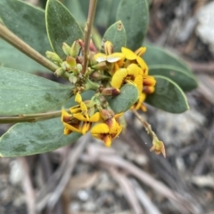 Daviesia mimosoides (Bitter Pea) at Yaouk, NSW - 19 Nov 2022 by NedJohnston