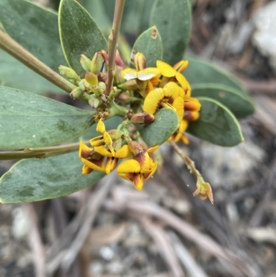 Daviesia mimosoides (Bitter Pea) at Scabby Range Nature Reserve - 18 Nov 2022 by Ned_Johnston
