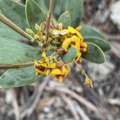 Daviesia mimosoides (Bitter Pea) at Yaouk, NSW - 18 Nov 2022 by Ned_Johnston