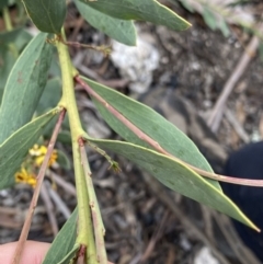 Daviesia mimosoides at Yaouk, NSW - 19 Nov 2022