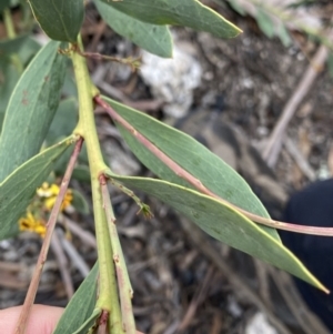 Daviesia mimosoides at Yaouk, NSW - 19 Nov 2022