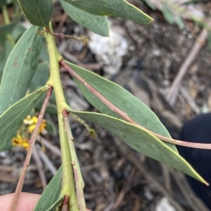 Daviesia mimosoides at Yaouk, NSW - 19 Nov 2022 09:17 AM