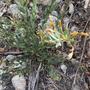 Daviesia mimosoides at Yaouk, NSW - 19 Nov 2022