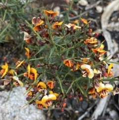 Daviesia ulicifolia (Gorse Bitter-pea) at Yaouk, NSW - 18 Nov 2022 by Ned_Johnston