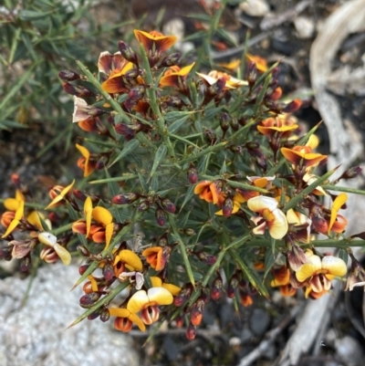 Daviesia ulicifolia (Gorse Bitter-pea) at Yaouk, NSW - 19 Nov 2022 by NedJohnston