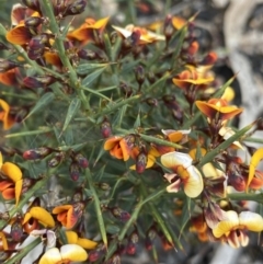 Daviesia ulicifolia at Yaouk, NSW - 19 Nov 2022