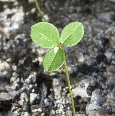 Glycine microphylla (Small-leaf Glycine) at Scabby Range Nature Reserve - 18 Nov 2022 by Ned_Johnston