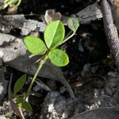 Glycine microphylla at Yaouk, NSW - 19 Nov 2022 09:06 AM