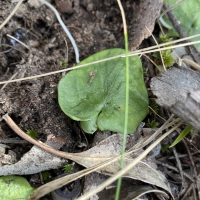 Corysanthes sp. (A Helmet Orchid) at Scabby Range Nature Reserve - 18 Nov 2022 by Ned_Johnston