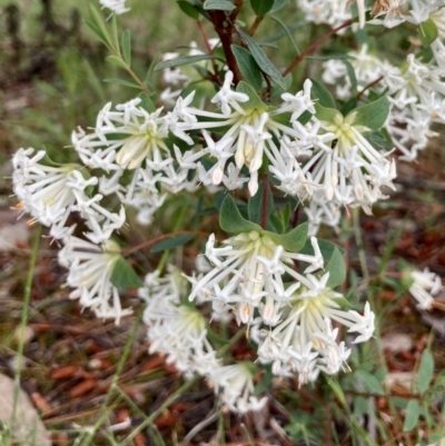 Pimelea linifolia (Slender Rice Flower) at Kowen, ACT - 19 Nov 2022 by Komidar