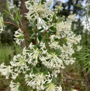 Pimelea linifolia at Kowen, ACT - 19 Nov 2022 07:11 AM