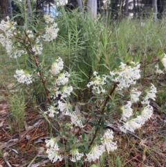 Pimelea linifolia at Kowen, ACT - 19 Nov 2022 07:11 AM