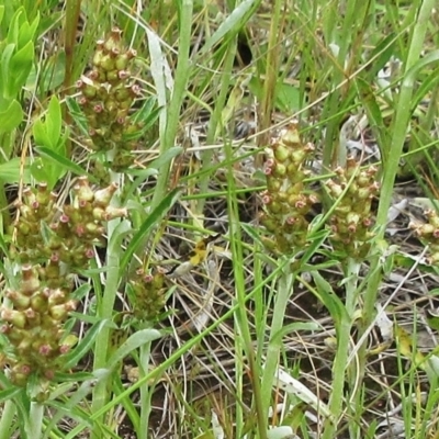 Gamochaeta purpurea (Purple Cudweed) at The Pinnacle - 19 Nov 2022 by sangio7