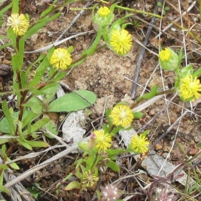 Triptilodiscus pygmaeus (Annual Daisy) at Molonglo Valley, ACT - 19 Nov 2022 by sangio7