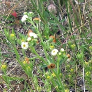 Hackelia suaveolens at Molonglo Valley, ACT - 19 Nov 2022