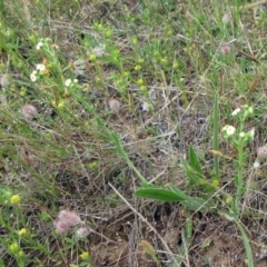 Hackelia suaveolens at Molonglo Valley, ACT - 19 Nov 2022