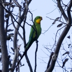 Polytelis swainsonii (Superb Parrot) at The Pinnacle - 20 Nov 2022 by AlisonMilton