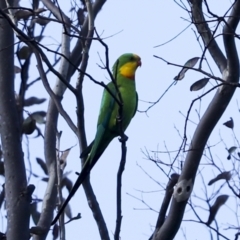 Polytelis swainsonii (Superb Parrot) at The Pinnacle - 19 Nov 2022 by AlisonMilton