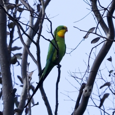 Polytelis swainsonii (Superb Parrot) at The Pinnacle - 20 Nov 2022 by AlisonMilton