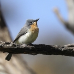 Myiagra rubecula (Leaden Flycatcher) at The Pinnacle - 19 Nov 2022 by AlisonMilton