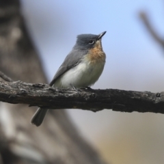 Myiagra rubecula at Molonglo Valley, ACT - 20 Nov 2022