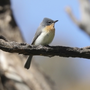 Myiagra rubecula at Molonglo Valley, ACT - 20 Nov 2022