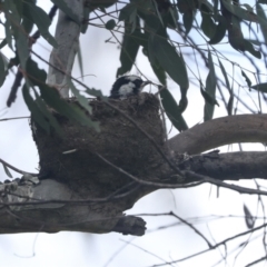 Grallina cyanoleuca (Magpie-lark) at Weetangera, ACT - 19 Nov 2022 by AlisonMilton