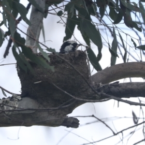 Grallina cyanoleuca at Weetangera, ACT - 20 Nov 2022 09:50 AM