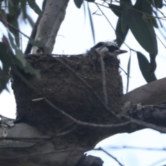 Grallina cyanoleuca at Weetangera, ACT - 20 Nov 2022 09:50 AM