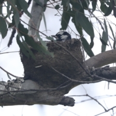 Grallina cyanoleuca at Weetangera, ACT - 20 Nov 2022 09:50 AM