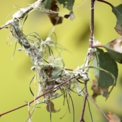 Smicrornis brevirostris (Weebill) at Weetangera, ACT - 19 Nov 2022 by AlisonMilton