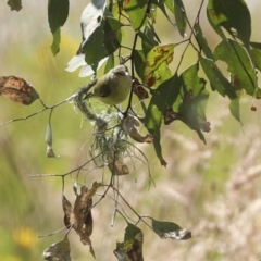 Smicrornis brevirostris at Weetangera, ACT - 20 Nov 2022