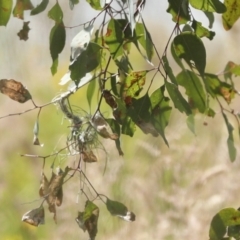 Smicrornis brevirostris at Weetangera, ACT - 20 Nov 2022