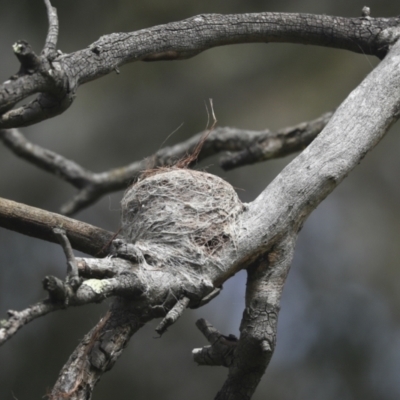 Rhipidura leucophrys (Willie Wagtail) at The Pinnacle - 19 Nov 2022 by AlisonMilton