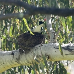 Grallina cyanoleuca (Magpie-lark) at Hawker, ACT - 20 Nov 2022 by AlisonMilton