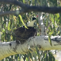 Grallina cyanoleuca (Magpie-lark) at Hawker, ACT - 20 Nov 2022 by AlisonMilton