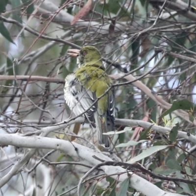 Oriolus sagittatus (Olive-backed Oriole) at Weetangera, ACT - 20 Nov 2022 by AlisonMilton