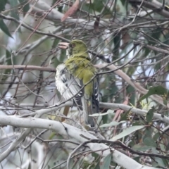 Oriolus sagittatus (Olive-backed Oriole) at The Pinnacle - 19 Nov 2022 by AlisonMilton