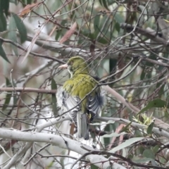 Oriolus sagittatus at Weetangera, ACT - 20 Nov 2022