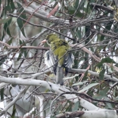 Oriolus sagittatus at Weetangera, ACT - 20 Nov 2022