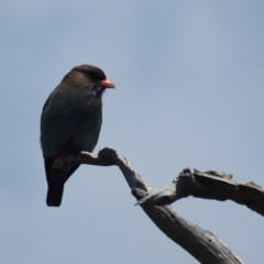 Eurystomus orientalis (Dollarbird) at Paddys River, ACT - 20 Nov 2022 by HelenCross