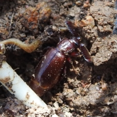 Arthropterus sp. (genus) (Ant nest beetle) at Bullen Range - 20 Nov 2022 by HelenCross