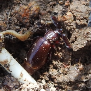 Arthropterus sp. (genus) at Paddys River, ACT - 20 Nov 2022