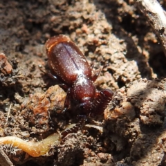 Arthropterus sp. (genus) at Paddys River, ACT - 20 Nov 2022